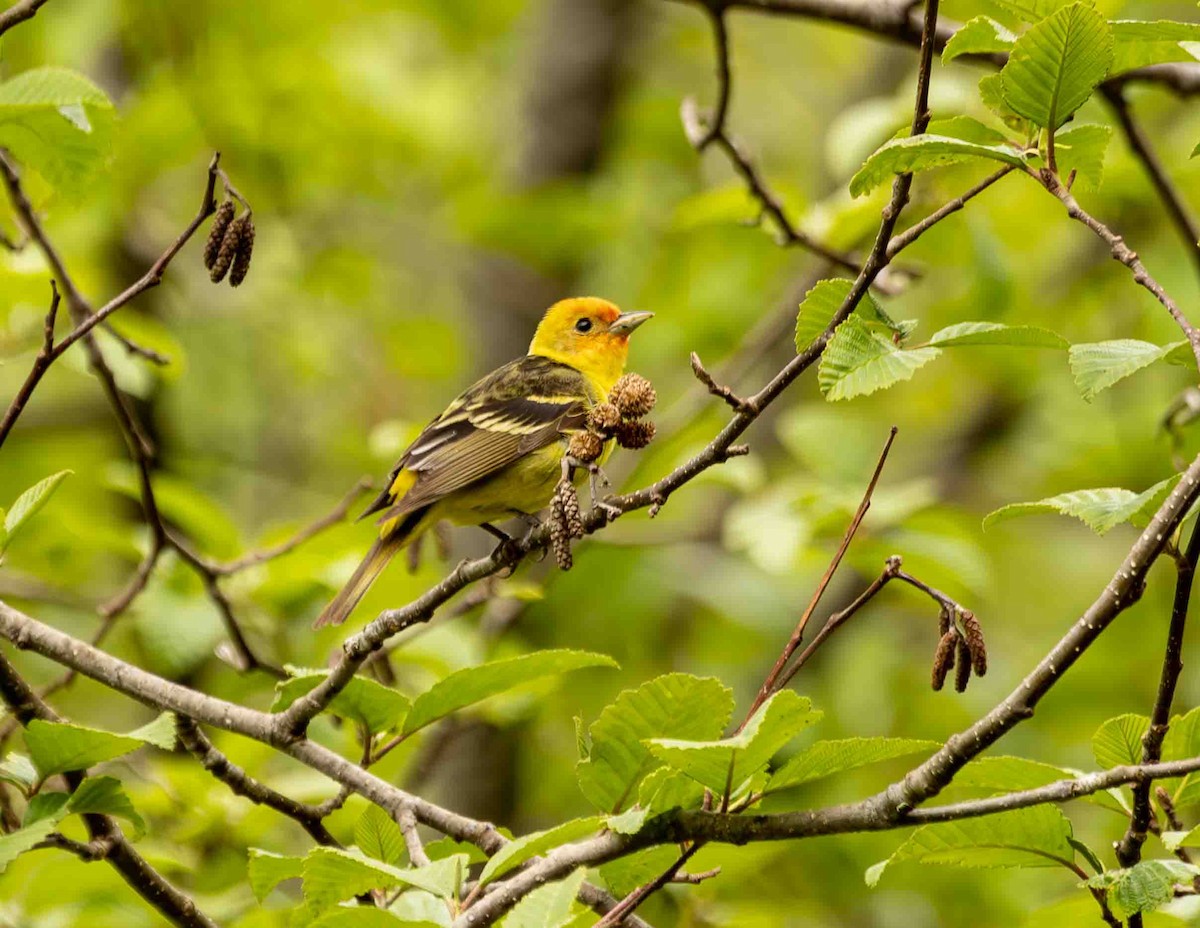 Western Tanager - ML576880811