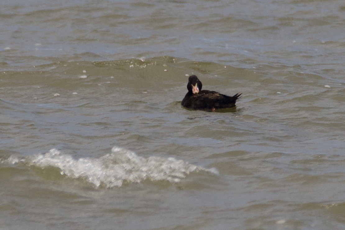 Surf Scoter - Cynthia Freeman