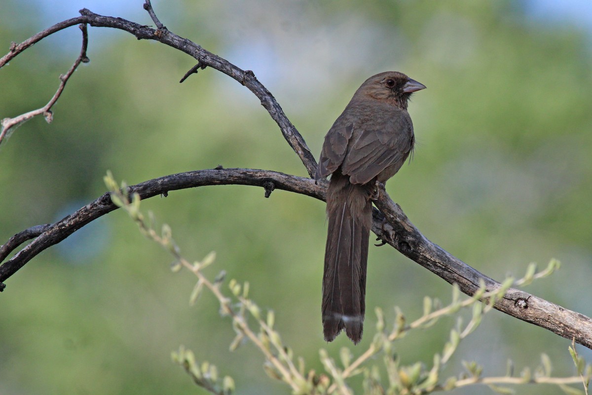 Abert's Towhee - ML576881201