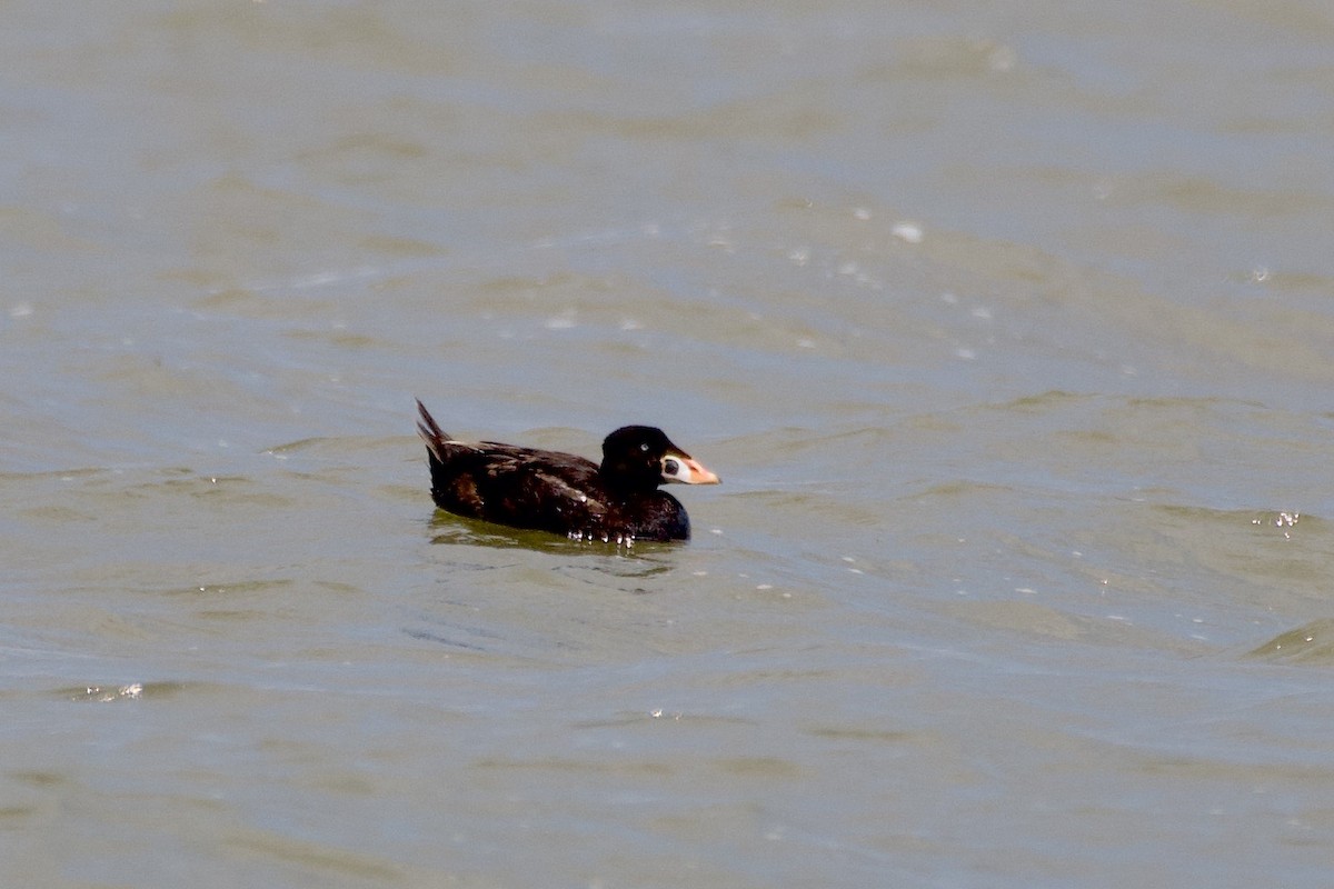 Surf Scoter - Cynthia Freeman