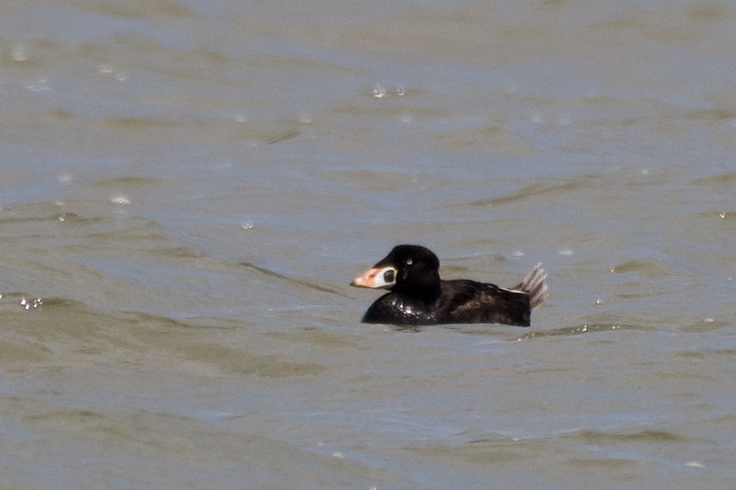 Surf Scoter - Cynthia Freeman