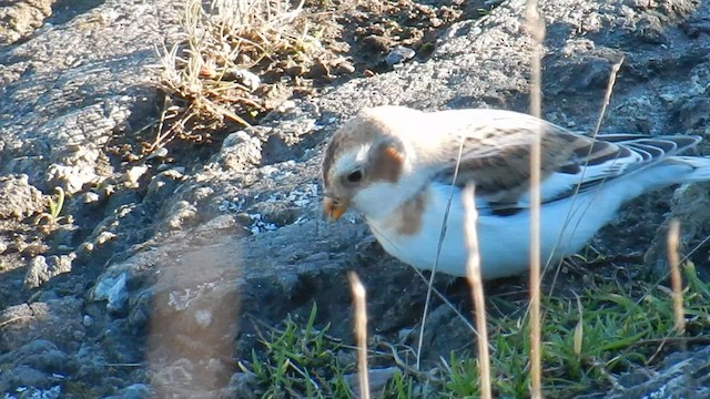 Snow Bunting - ML576883161