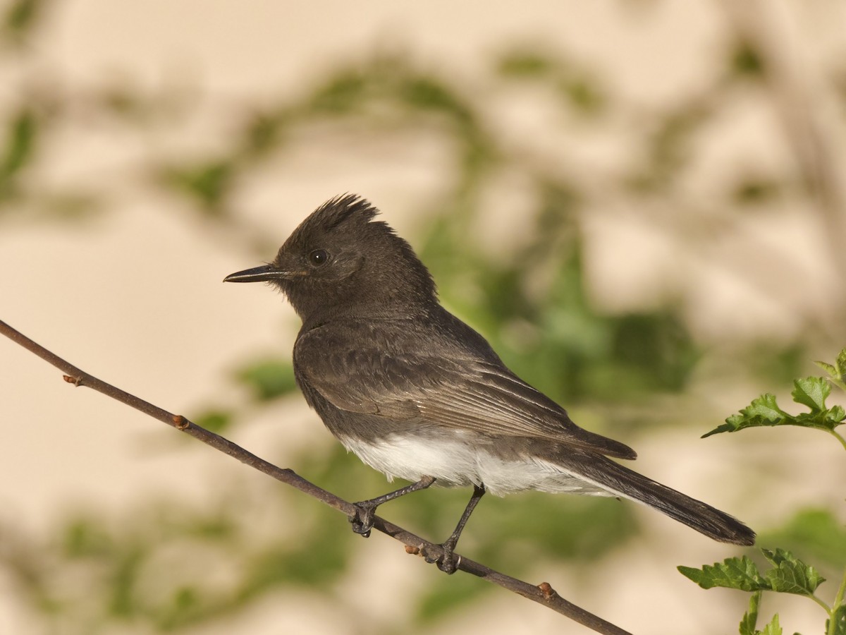 Black Phoebe - ML576883241