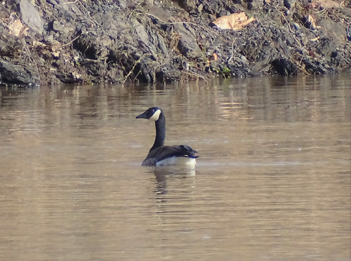 Canada Goose - ML576883531