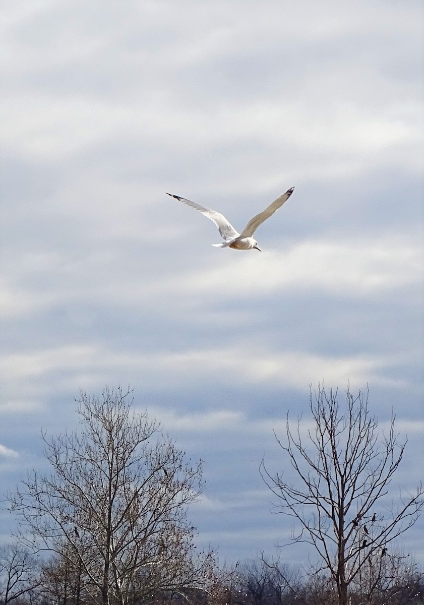 Ring-billed Gull - ML576883581