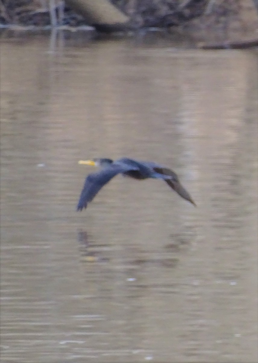 Double-crested Cormorant - ML576883681