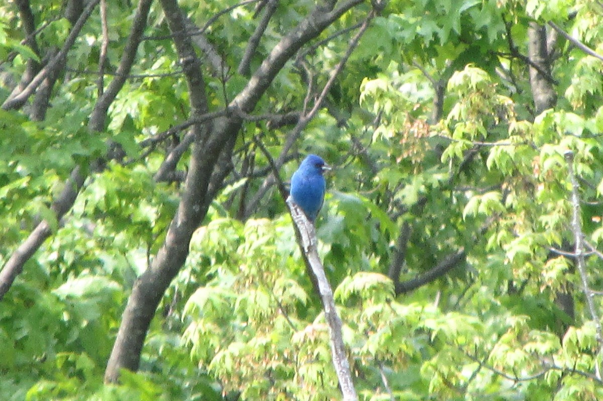 Indigo Bunting - d w