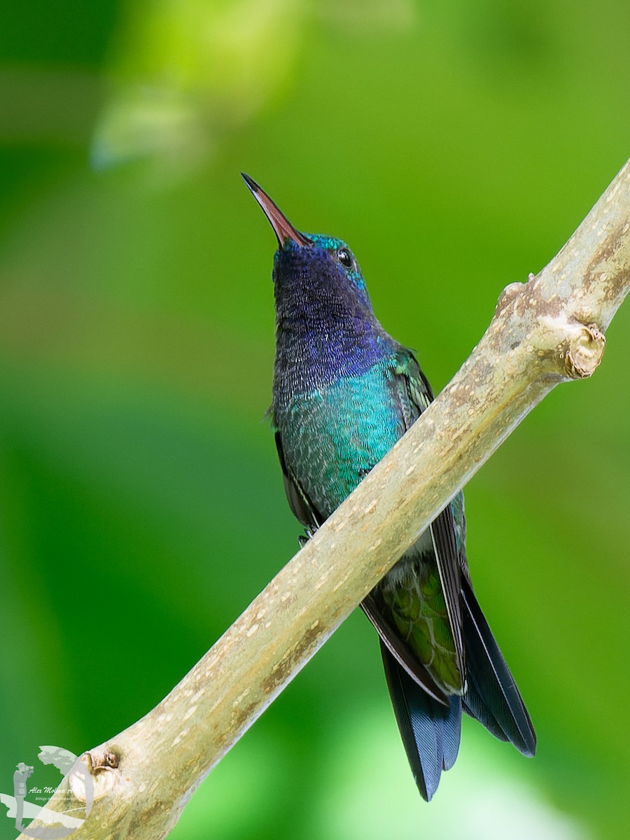 kolibřík safírovohrdlý - ML576884531