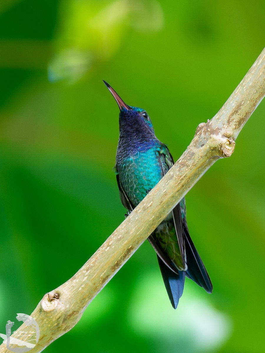 kolibřík safírovohrdlý - ML576884541