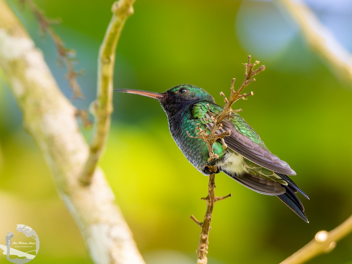 kolibřík safírovohrdlý - ML576884551