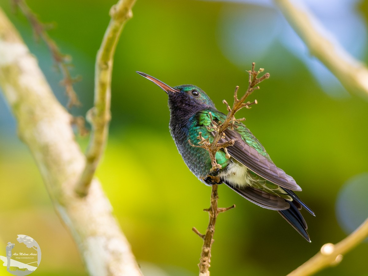 kolibřík safírovohrdlý - ML576884561