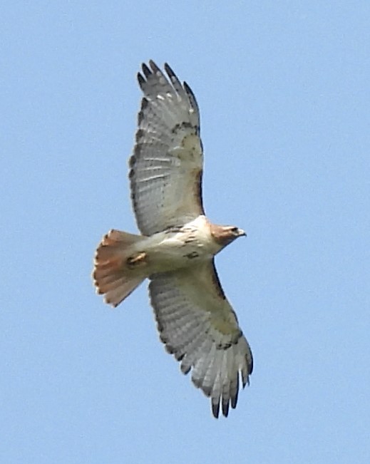 Red-tailed Hawk - ML576884681