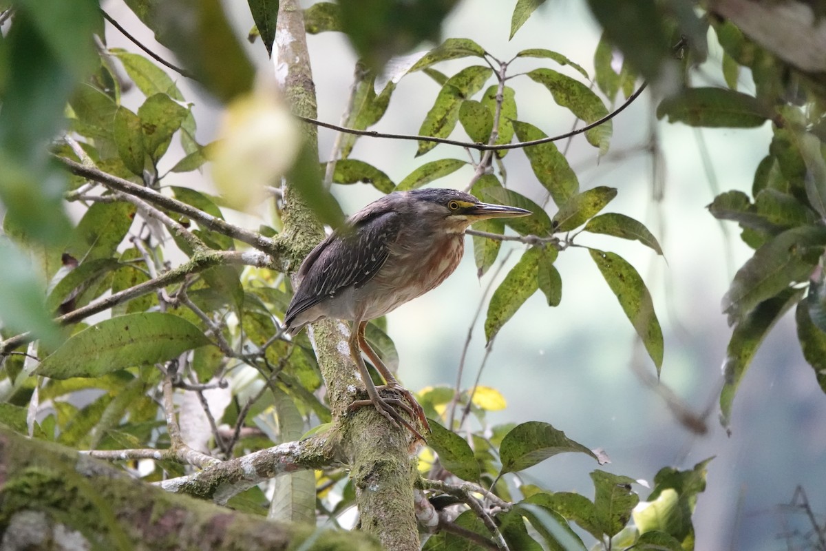 Striated Heron - ML576884761