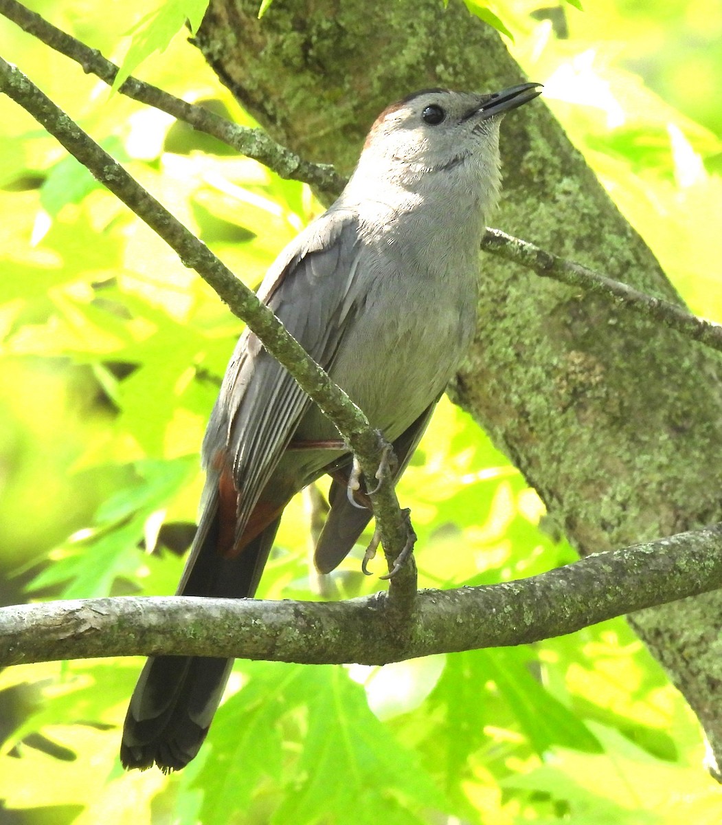 Gray Catbird - ML576884941