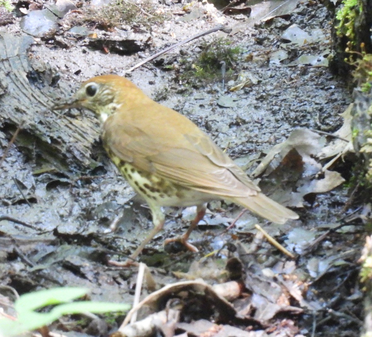 Wood Thrush - ML576885101