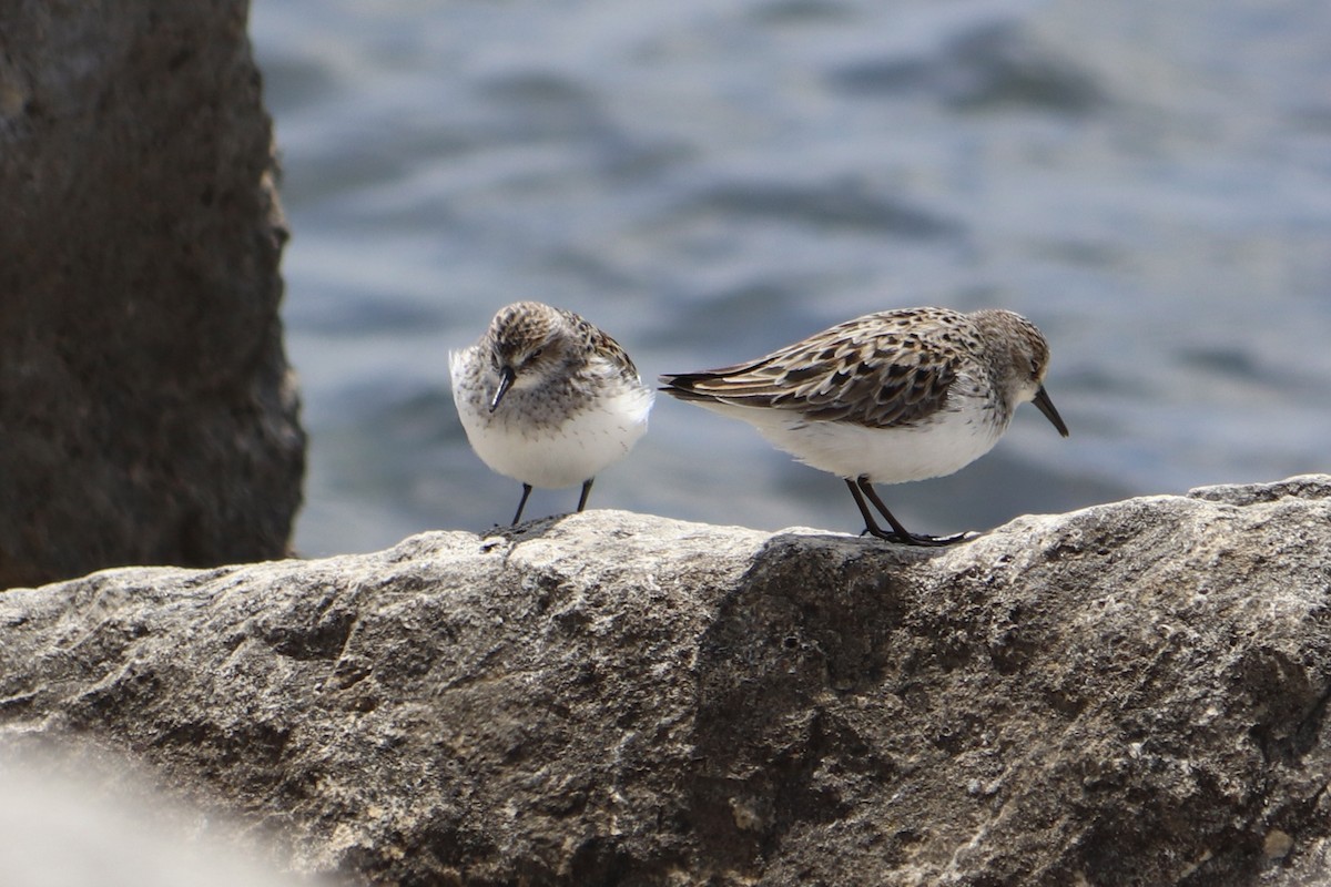 Semipalmated Sandpiper - ML576886601