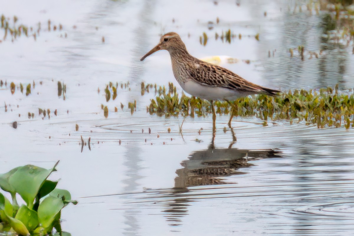 Pectoral Sandpiper - ML576887181