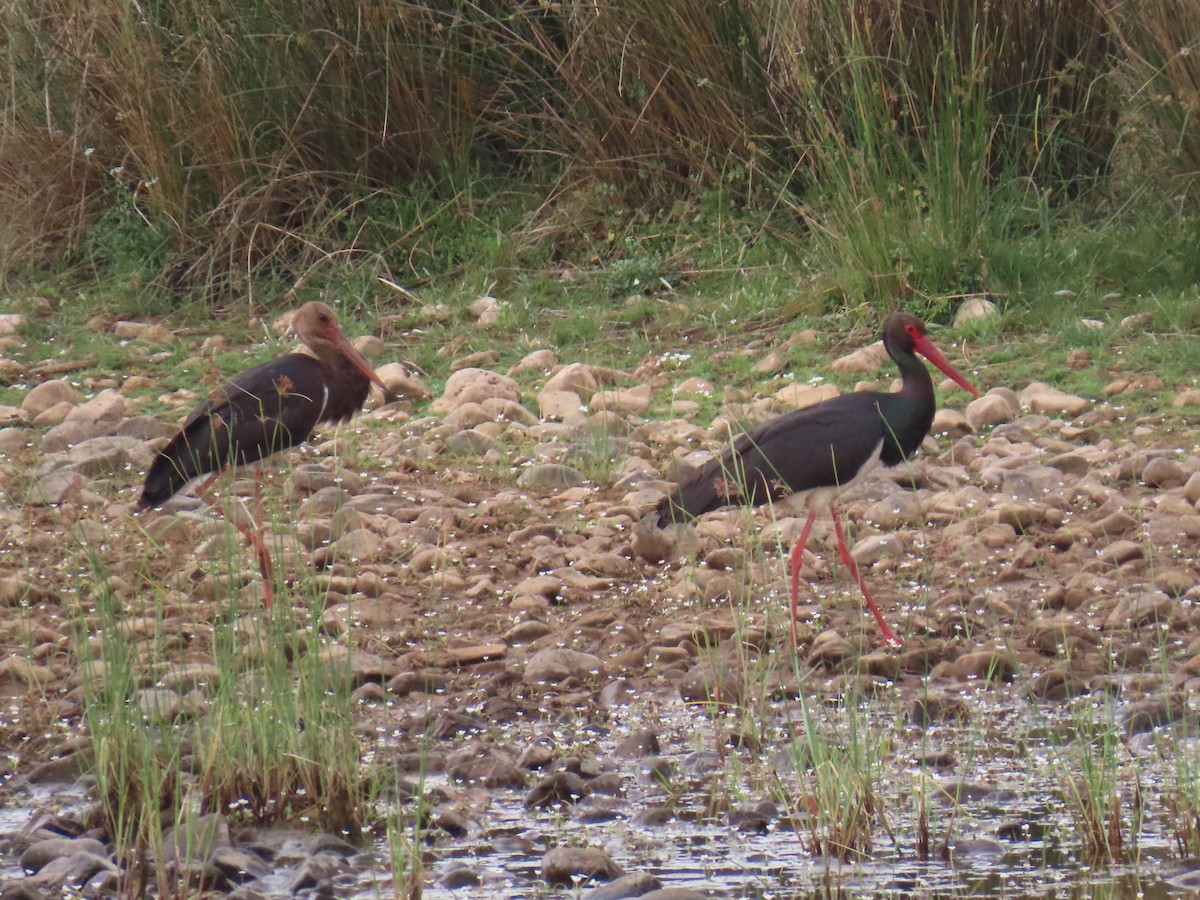 Black Stork - ML576887831