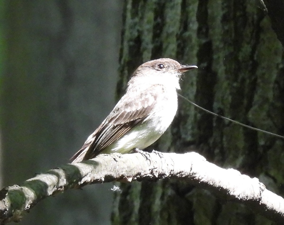 Eastern Phoebe - ML576888231