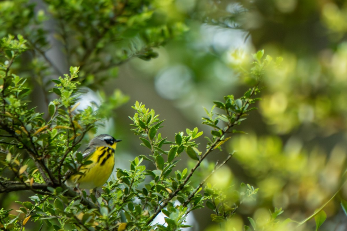 Magnolia Warbler - Anonymous