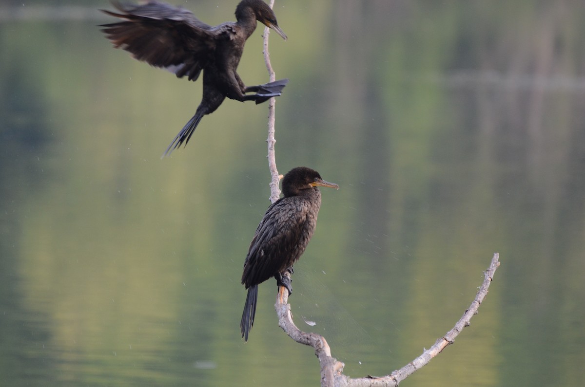 Neotropic Cormorant - Fernanda Araujo