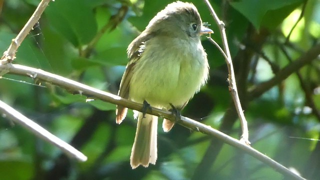 Western Flycatcher (Pacific-slope) - ML576890711