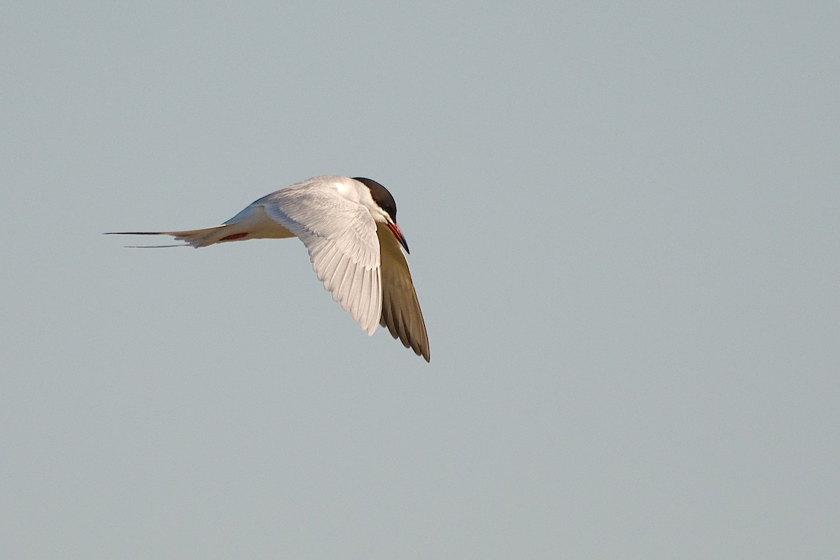 Common Tern - Rick Beaudon