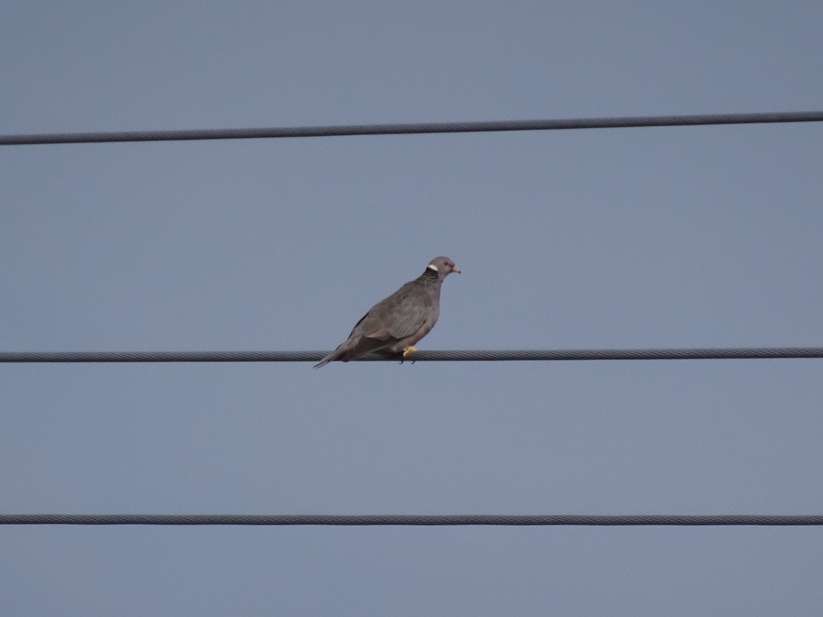 Band-tailed Pigeon - ML576891371