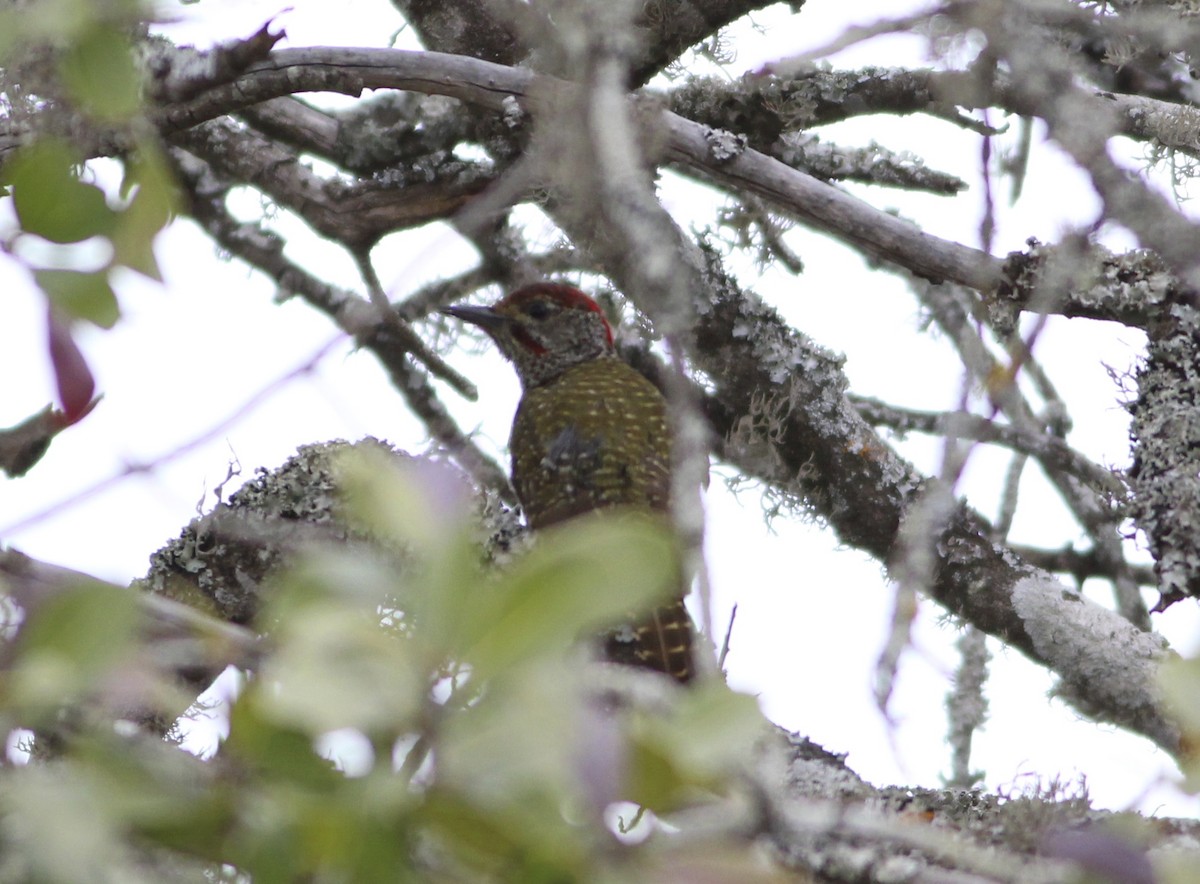 Knysna Woodpecker - ML576892061