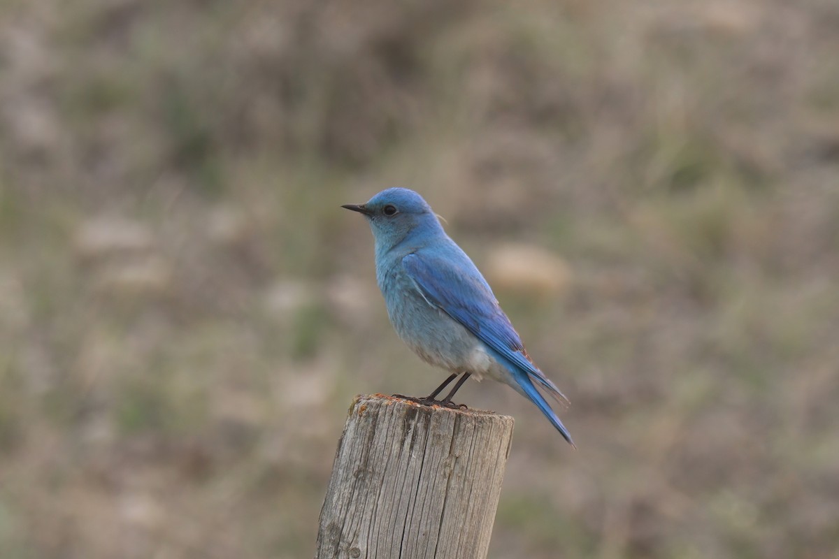 Mountain Bluebird - ML576892251