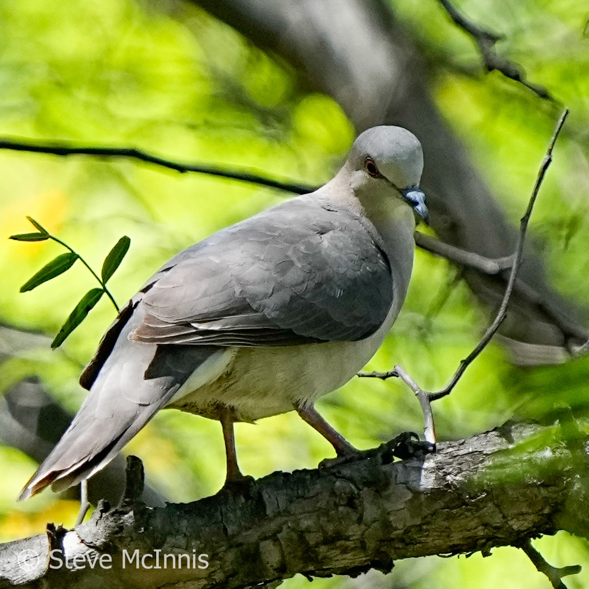 White-tipped Dove - ML576892381