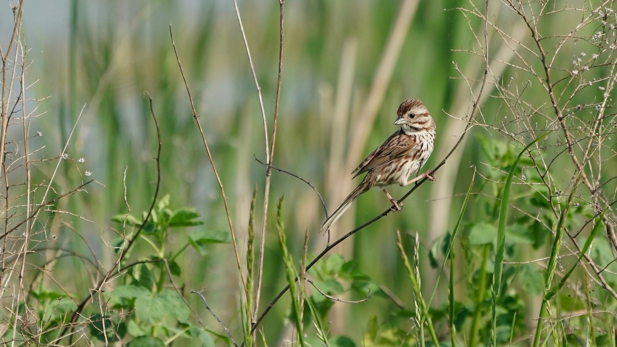 Song Sparrow - Indira Thirkannad