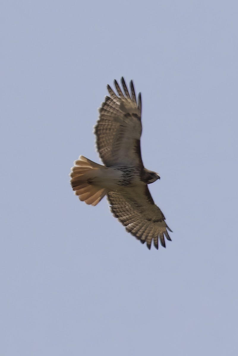 Red-tailed Hawk - ML576893001