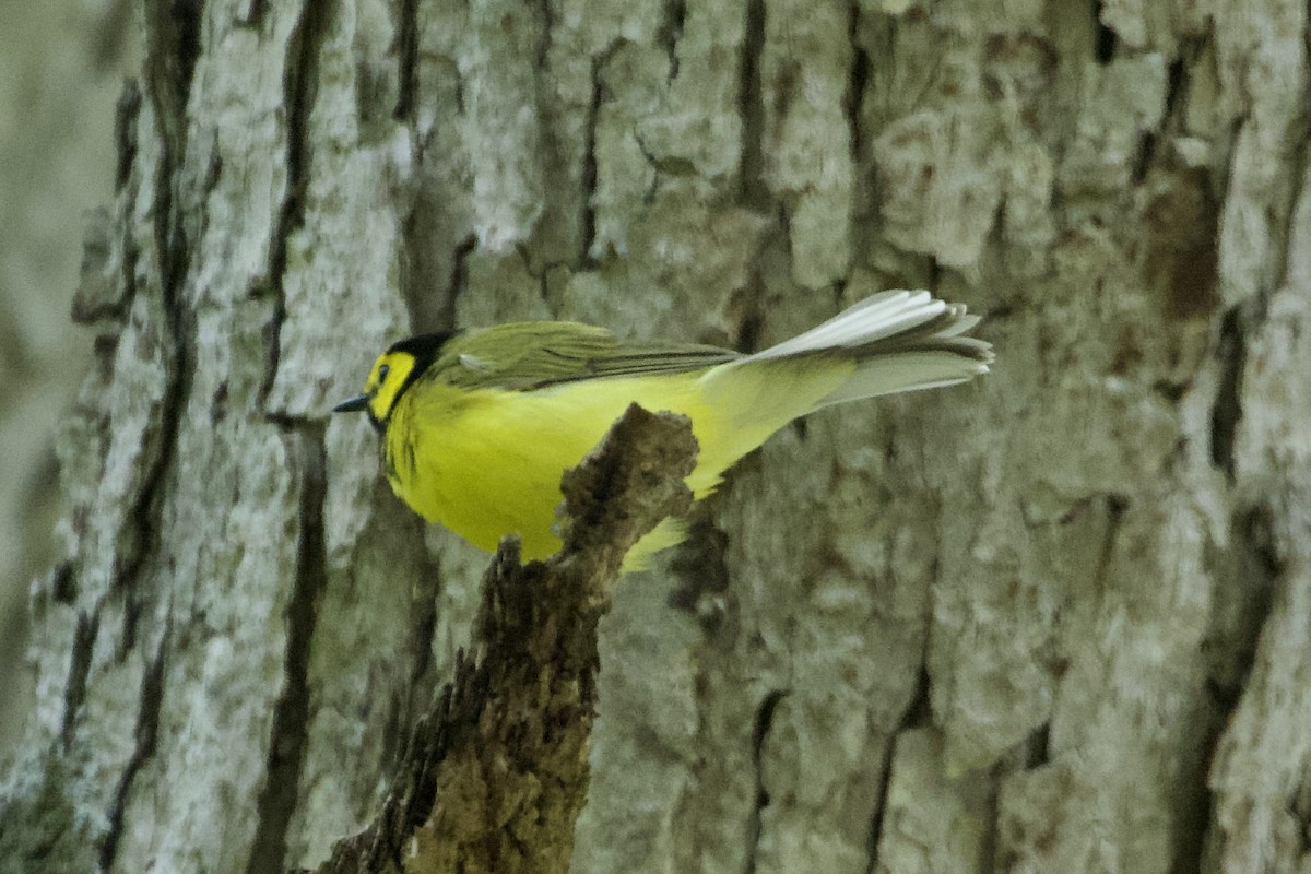 Hooded Warbler - ML576894661