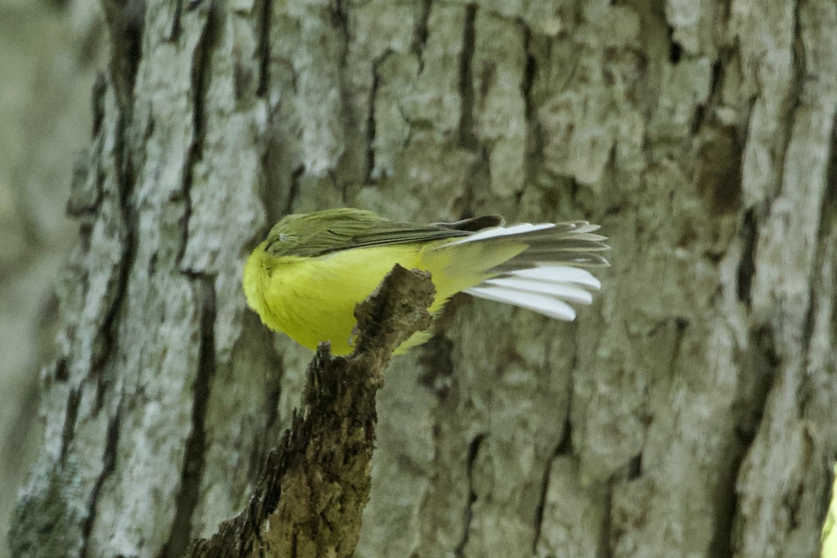 Hooded Warbler - ML576894671