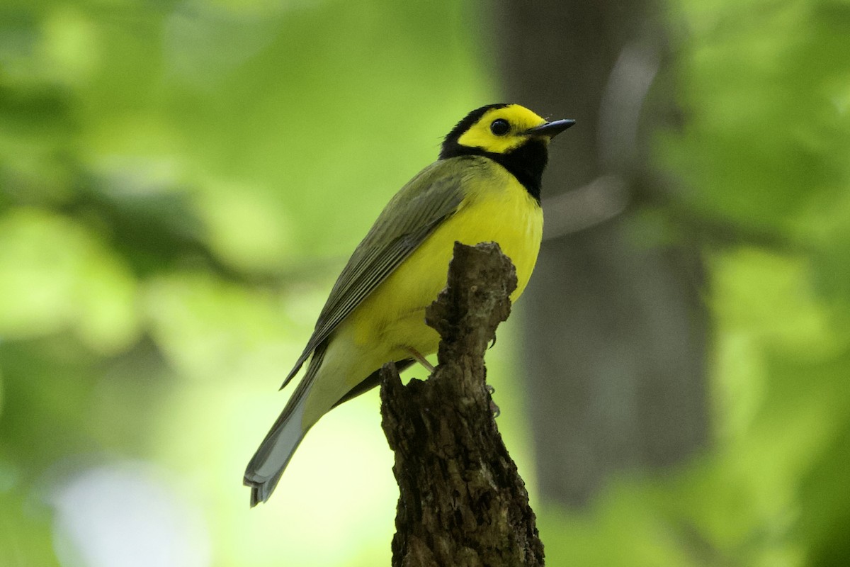 Hooded Warbler - Jack Coulter