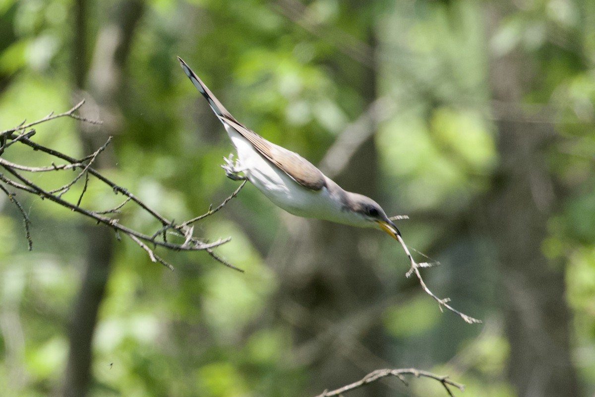 Yellow-billed Cuckoo - ML576894811