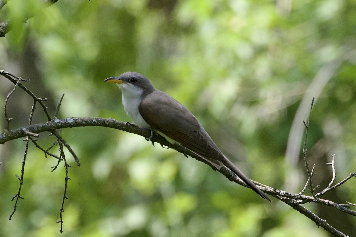 Yellow-billed Cuckoo - ML576894821