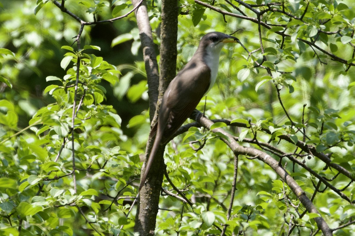 Yellow-billed Cuckoo - ML576894831