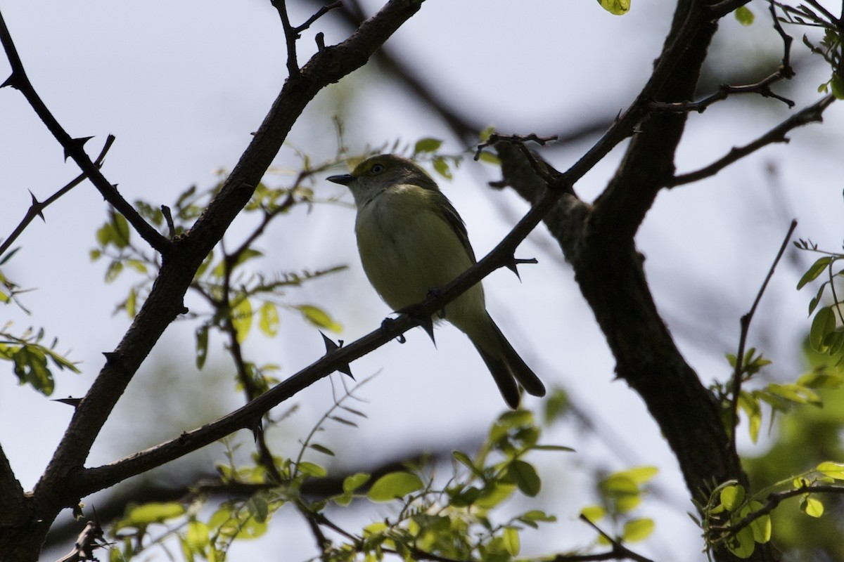 Weißaugenvireo - ML576895151