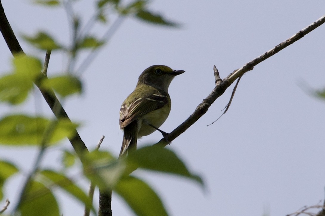 Weißaugenvireo - ML576895161