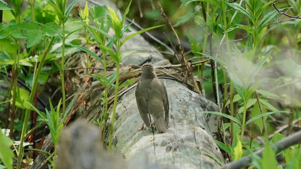 Swainson's Thrush - ML576896491