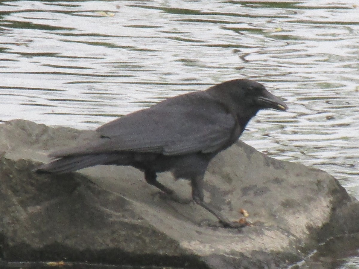 American Crow - Matthew Cozart