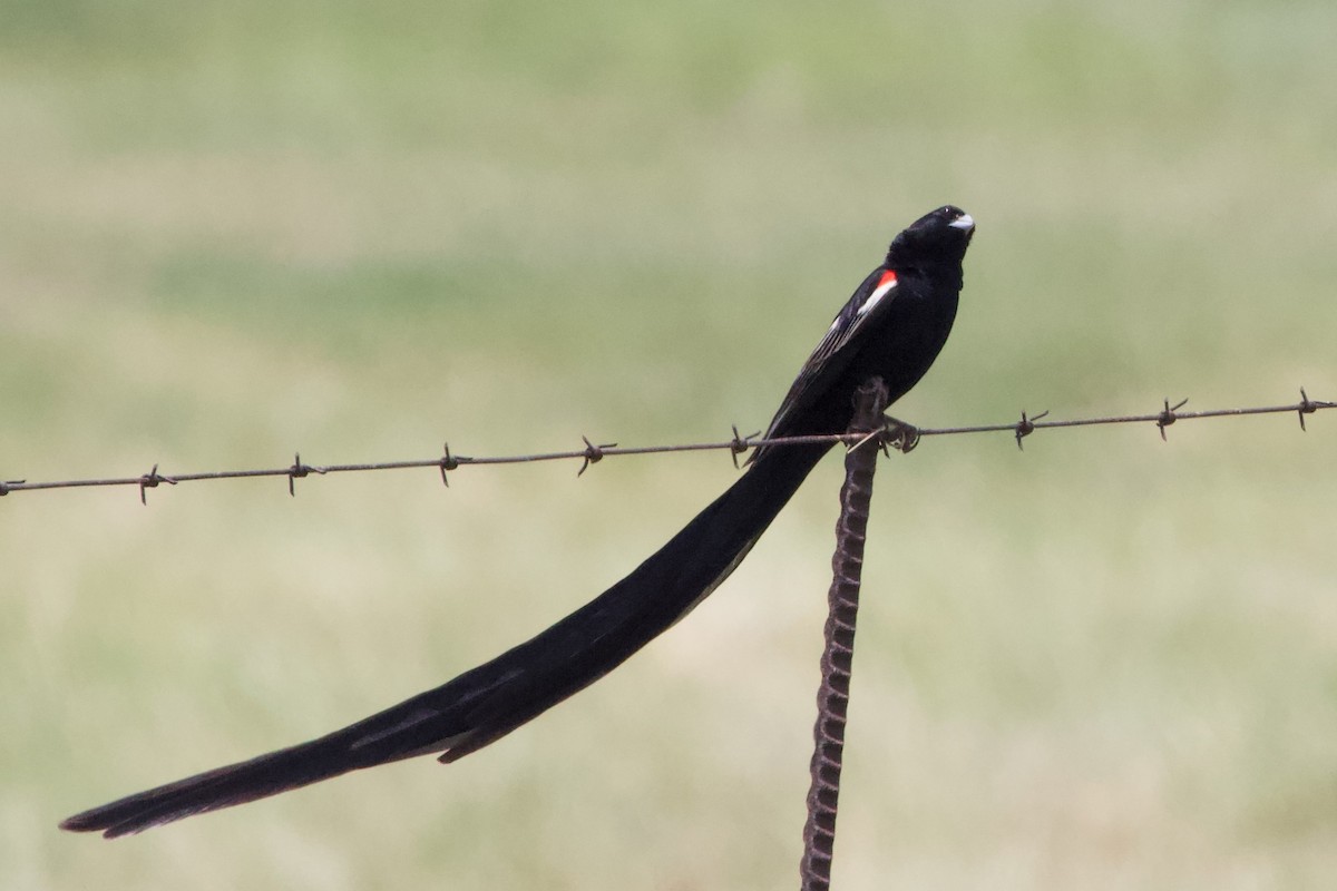Long-tailed Widowbird - ML576896661