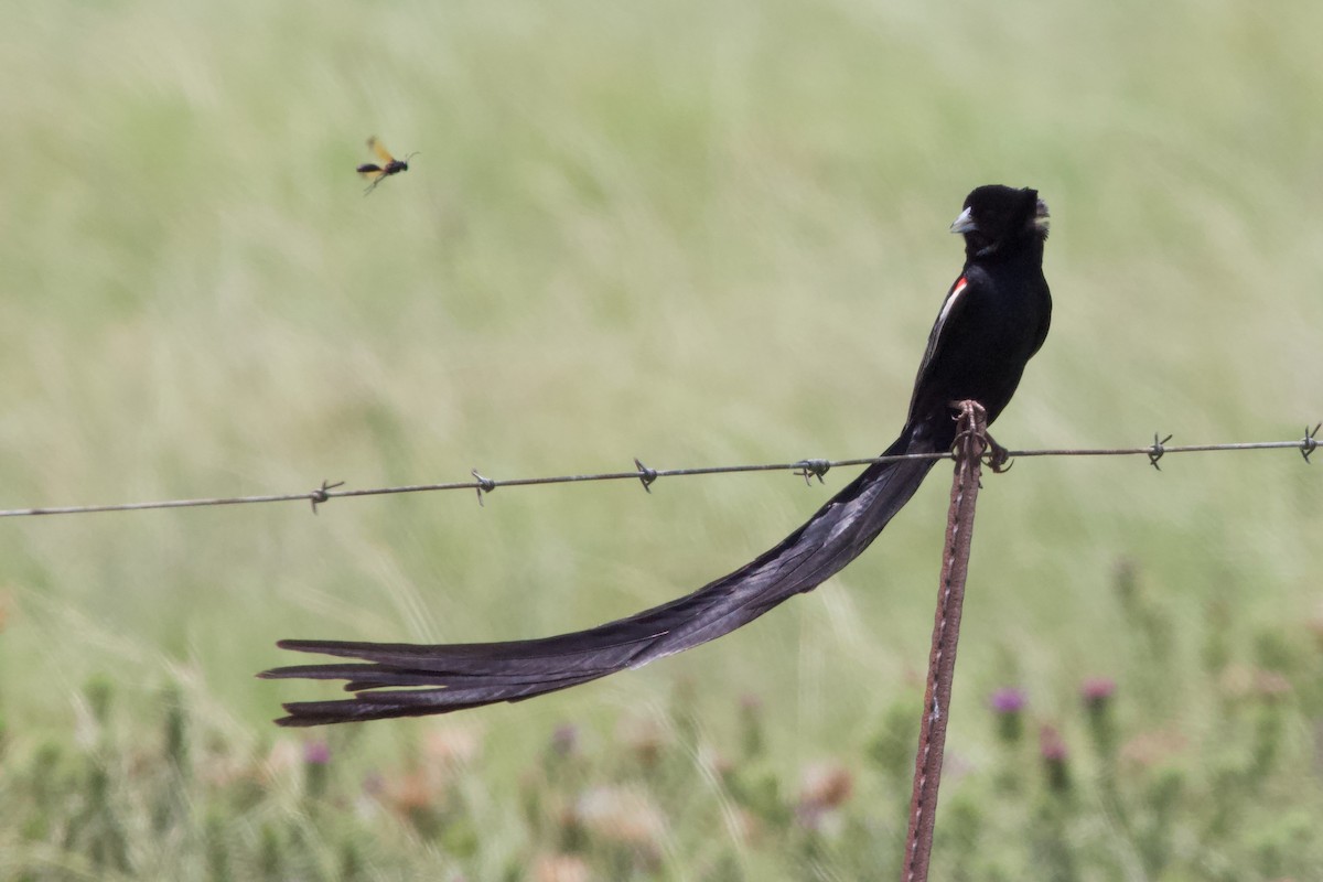 Long-tailed Widowbird - ML576896671