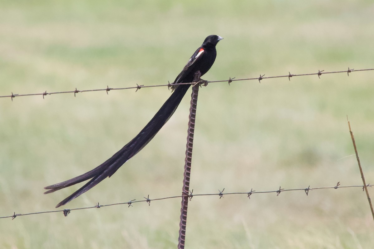 Long-tailed Widowbird - ML576896681