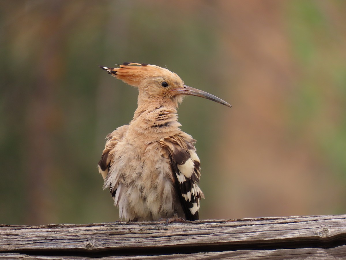 Eurasian Hoopoe - ML576896721