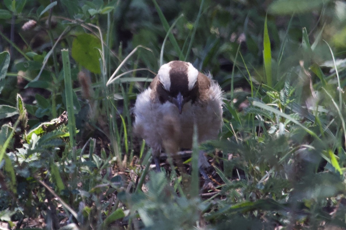 White-browed Sparrow-Weaver - ML576897441