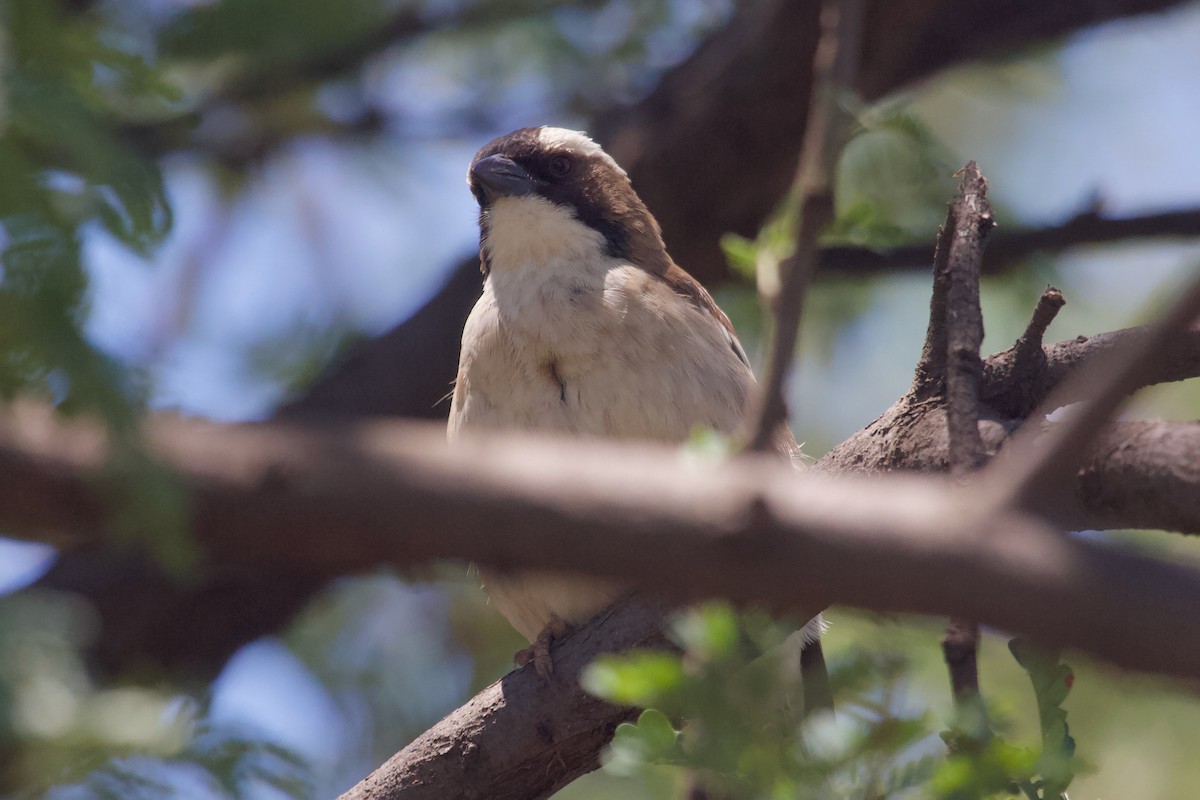 White-browed Sparrow-Weaver - ML576897451