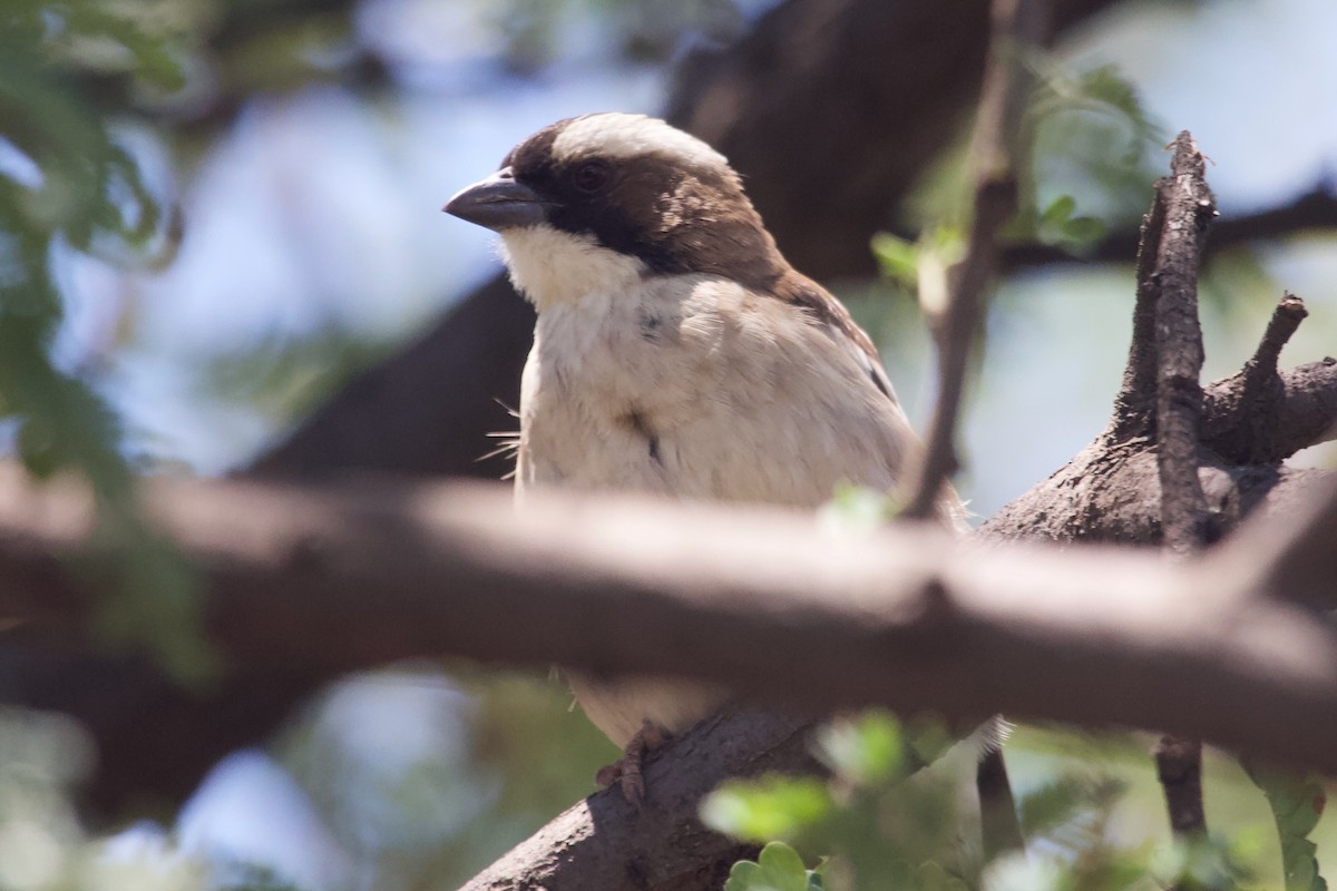 White-browed Sparrow-Weaver - ML576897461